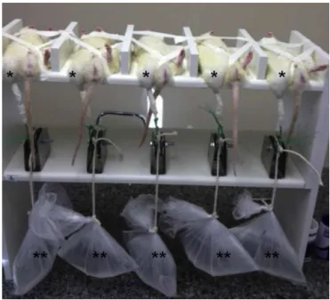 Fig. 1 – Details of the system used for inducing strain in the anterior tibial muscles of rats under anesthesia: (*) right hind legs under traction; (**) pulleys enabling suspension of plastic bags containing water.