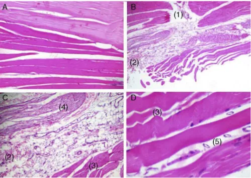 Fig. 3 – Photomicrographs of histological sections through striated skeletal muscle tissue of the samples from the anterior tibial muscle of rats, stained with Harris hematoxylin and eosin Harris