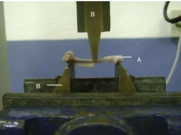 Fig. 2 – Three-point mechanical flexion test: (A) bone structure; (B) apparatus for applying force