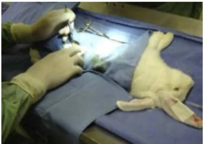 Fig. 1 – Surgical preparation.