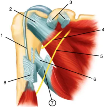 Fig. 4 – Schematic representation of the right shoulder.