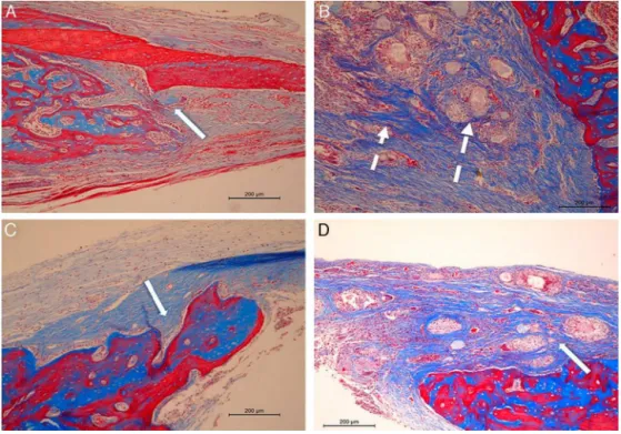 Fig. 2 – Histological sections representative of critical defects in each group in the periods of 21 and 42 days postoperatively.