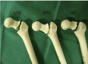 Fig. 4 – Test specimens from the CG, TGNR, and TGR, showing the fracture pattern (basicervical fracture).
