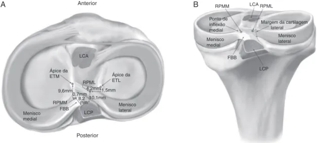 Figura 1 – Vistas superior (A) e posterior (B) das raízes meniscais posteriores, evidenciam suas inserc¸ões e relac¸ões anatômicas.
