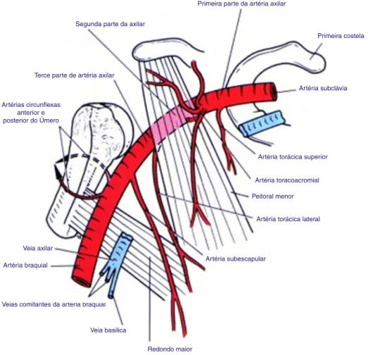 Figura 4 – Imagem esquemática da anatomia da artéria axilar, demonstrando suas três porc¸ões