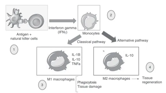 Fig. 2 – Macrophages activated by the classical pathway act as inflammation inducers and are called M1