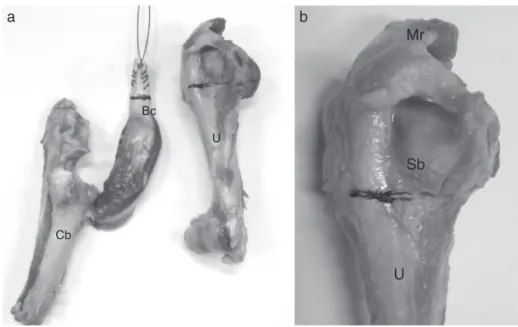 Figura 1 – Fotografia das pec¸as obtidas por dissecc¸ão, mantiveram-se inserc¸ão distal do bíceps no osso cubital (a) e manguito rotador no úmero (b).