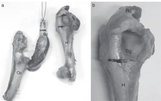 Fig. 1 – Photograph of the parts obtained by dissection; the distal insertion of the biceps in the cubitus bone (a) and the rotator cuff to the humerus (b) were maintained, Cb, cubital bone; Bc, biceps; Bg, bicipital groove; H, humerus; Rc, rotator cuff.