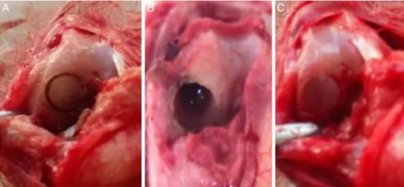 Fig. 4 – (A) Osteochondral defect in situ ; (B) defect after removal of the osteochondral cylinder; (C) defect filled with the implanted hydrogel pin.