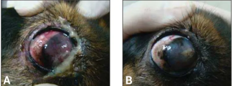 Figure 6. A, An animal with mucopurulent discharge, conjunctival hyperaemia, and severe neovascularisation before surgery; B, 30 days after the transposition of labial salivary glands, absence of mucopurulent discharge, reduced conjunctival hyperaemia, and