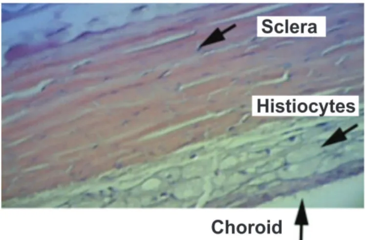 Figure 1. Sclera and choroid of an NG animal. Very few histiocytes can be observed in the sclera and choroid.