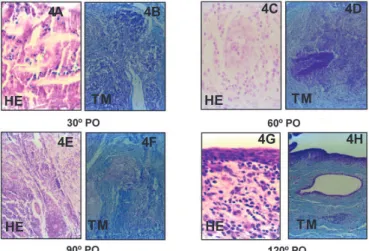 Figure 4: Histologic of the eyelids 30 th  PO (4A e 4B), 60 th  PO (4C e 4D), 90 th  PO (4E e 4F) e 120 th  PO (4G e 4H)4A4B 4C 4DHET M4E4F4G 4HHET MHET MHET M