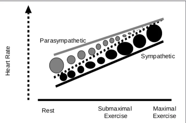 Fig. 1 – Heart rate autonomic control at rest and at exercise. Parasym- Parasym-pathetic role decreases when intensity of exercise is increased, and the opposite happens with the sympathetic role.