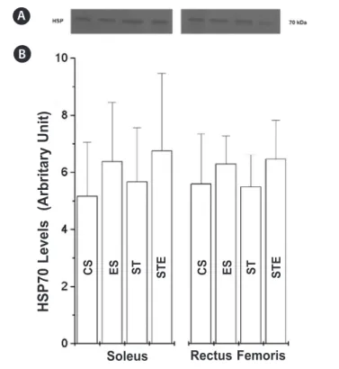 Figure 3. Build-up of heat shock protein (HSP70) in the soleus and rectus  femoris muscles of Wistar rats