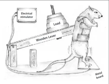 Figure 1. Strength training apparatus adapted from Tamaki et al. (1992).