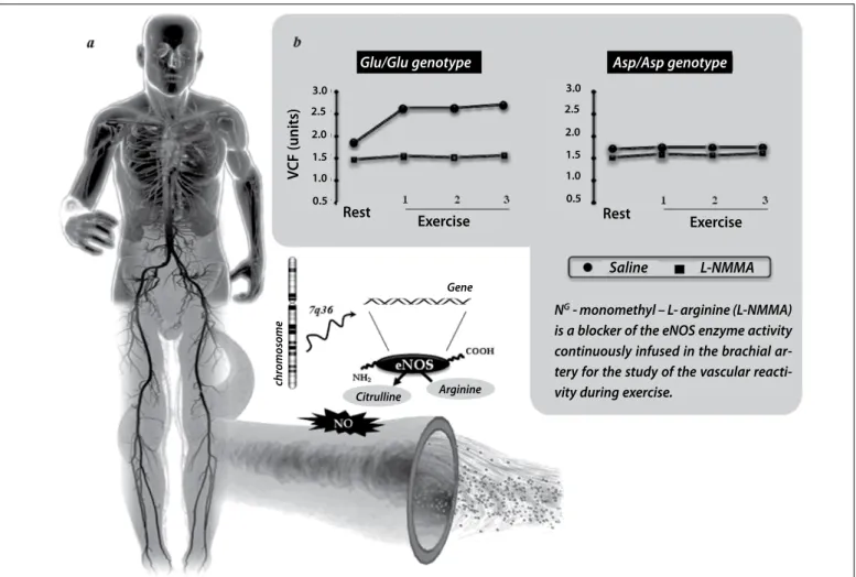 Figure 2. Physiological systems modulated by genetic variants which can affect the expression of a specific gene or the function of the protein codified by the mutant gene,  influencing the human physical performance phenotypes