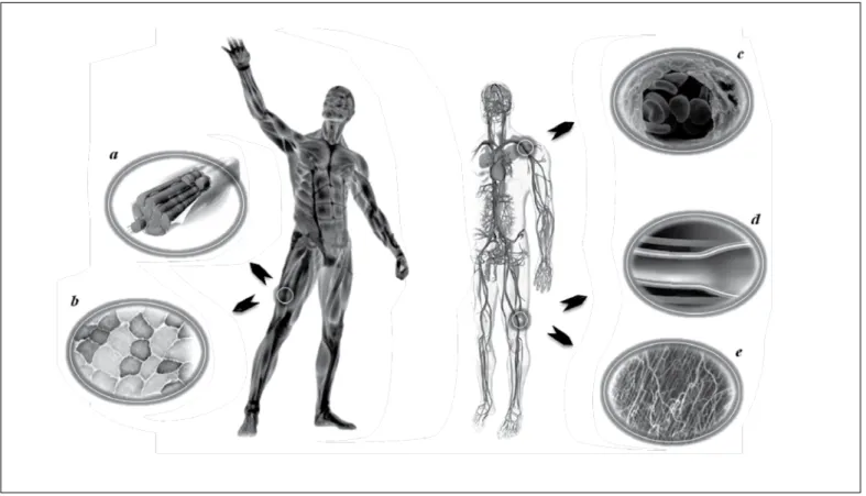 Figure 1. Nitric oxide (NO) and its participation in the regulation of the muscle blood flow during physical exercise