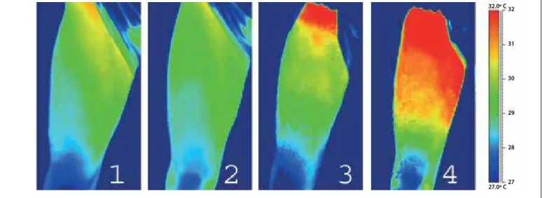 Figure 2. Comparison of the pre-training and 24h post-training thermal image. (1) Subject of the control group, pre-training; (2) subject of the control group, 24h post-training; 