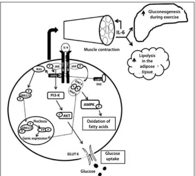 Figure 2. mTORC1 and mTORC2 signaling pathways. A) mTORC1 and mTORC2 complexes. B)  Signaling pathway