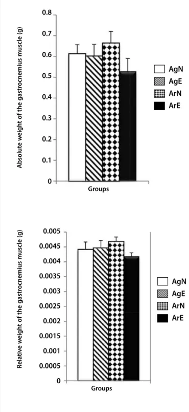 Figure 2. Effect of the physical exercise and/or of the L-arginine amino acid during the  absolute and relative weight development (g) of the gastrocnemius muscle of young  Wistar rats