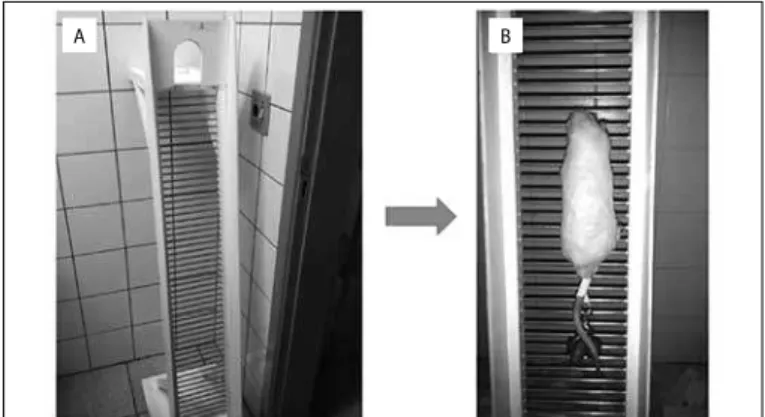 Figure 1. Ladder climbing for rodents resistance training. Left picture (A) shows the  training equipment and at right (B) the animal is climbing the ladder with the weight  tailed to it.