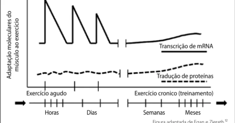 Figura adaptada de Egan e Zierath.¹²