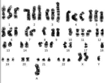Fig. 2 – Interphase fluorescence in situ hybridisation analysis in multiple myeloma patient, using specific probes for chromosome 17 centromere ( ·) and P53 locus (· ) (Vysis, Downers Grove, IL, USA)