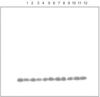 Fig. 2 – Western blot showing a single band for rhG-CSF on the nitrocellulose membrane after immunodetection with a specific polyclonal antiserum