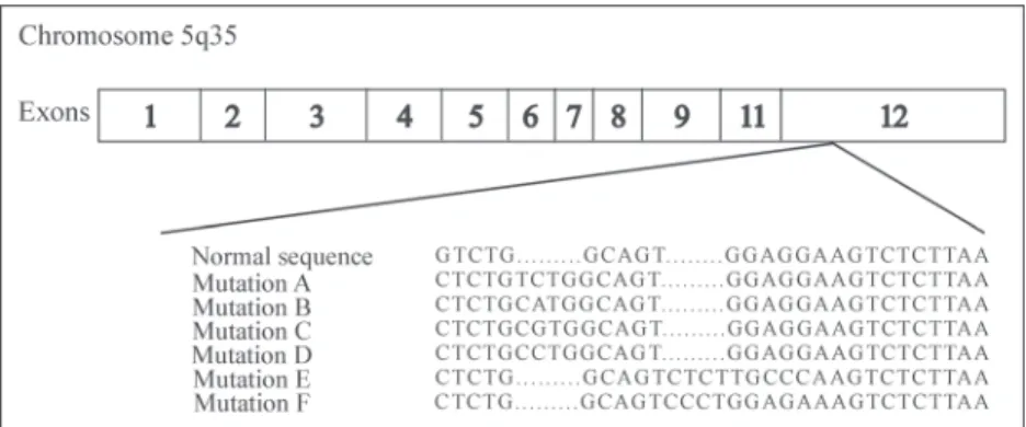 Figure 1. Diagram of the NPM1 gene mutations. Adapted from Grisendi et al. (19)