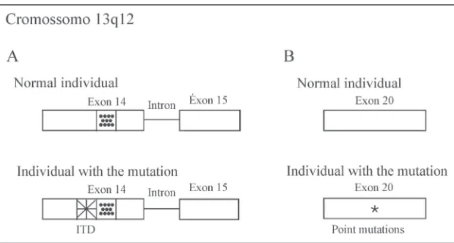Figure 2. Diagram of mutations in the FLT3 gene