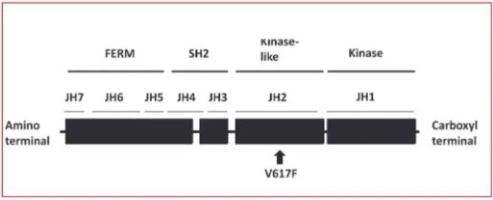 Figure 1 – The JAK2 gene has seven homologous domains, termed Jak homology (JH) domains 1 through 7, and a portion of initial carboxyl and an amino-terminal portion