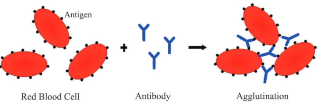 Figure 1 – Representation of the hemagglutination reaction. Blood group antigens and antibodies form a clumping of erythrocytes (modified from Parslow et al., 2004) (5)