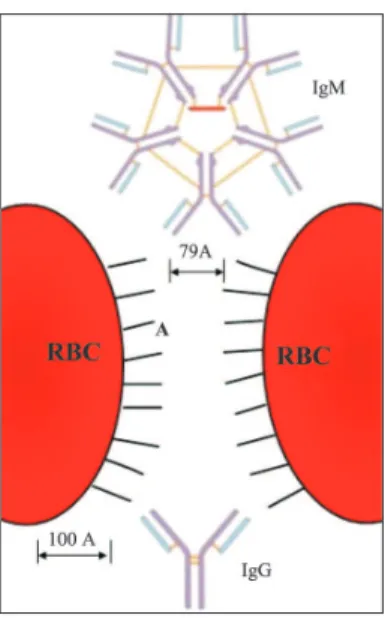 Figure 4 – The minimum distance for two red blood cells with IgG and IgM molecules to bind (scale 100Å) (Modified from Van Oss &amp; Absolon, 1983)