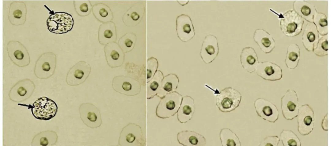 Figure 1 – Acid phosphatase technique in blood smears of Phrynops geoffroanus. The image on the left shows detection of the enzyme in eosinophils and on the right is the control reaction performed on a sample from the same individual
