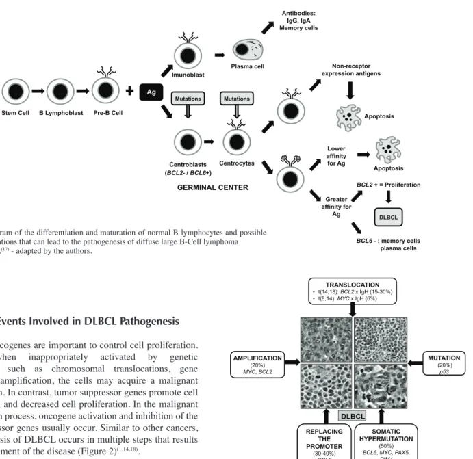 Figure 1 - Diagram of the differentiation and maturation of normal B lymphocytes and possible  molecular alterations that can lead to the pathogenesis of diffuse large B-Cell lymphoma Guilherme et al