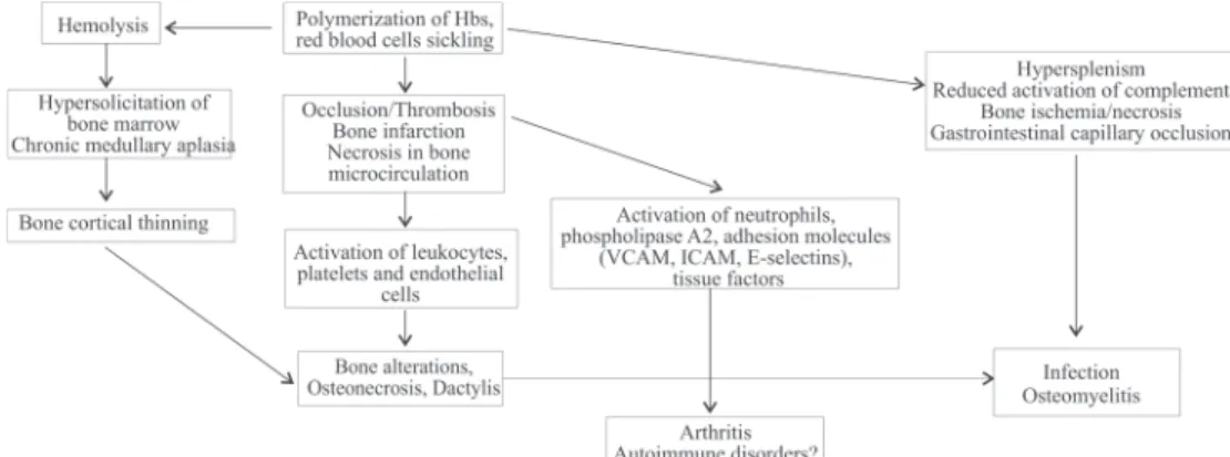 Figure 8 – Pathophysiology of osteoarticular involvement in sickle cell disease