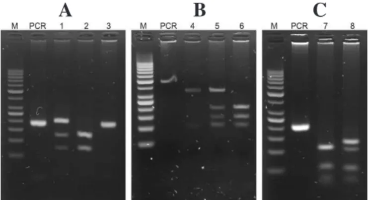 Figure 1 - polymerase chain reaction (PCR) restriction fragment length  polymorphism (RFLP) electrophoresis gels