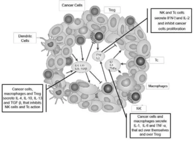 Figure  2  -  Role  of  the  main  cytokines  in  the  tumor  microenvironment  (Adapted from Seruga (19) )