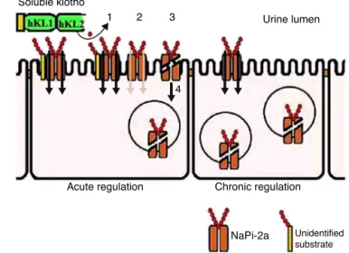 Figure 2 – Phosphate and vitamin D homeostasis regulation. Vitamin D upon binding to its vitamin D receptor (VDR) in osteocytes induces VDR-retinoid X receptor (RXR) heterodimer binding, which activates Fgf23 expression