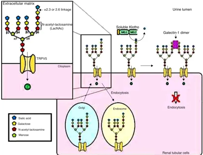 Figure 4 – General model for TRPV5 regulation by Klotho. Soluble Klotho removes the sialic acid residue attached by ␣ 2.6 bonding in the N-acetyl-lactosamine (LacNAc) repeats of the TRPV5 N-glycans