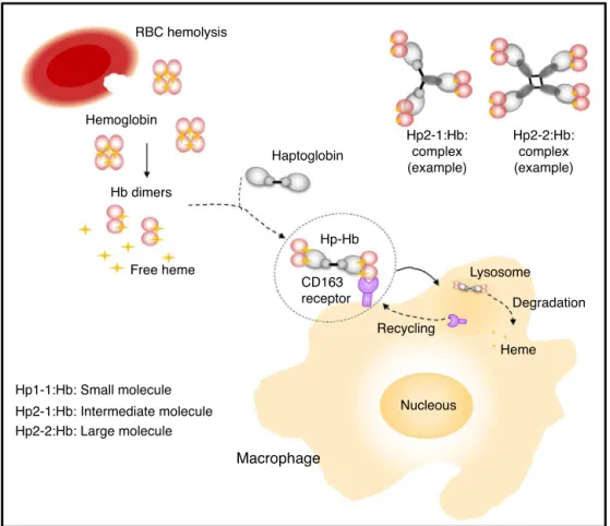 Figure 1 – The Hp–Hb complex is cleared by the CD163 receptors expressed on the surface of macrophages and digested in lysosomes to release heme