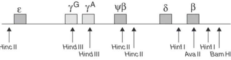 Figure 1 – Restriction polymorphic sites in cluster