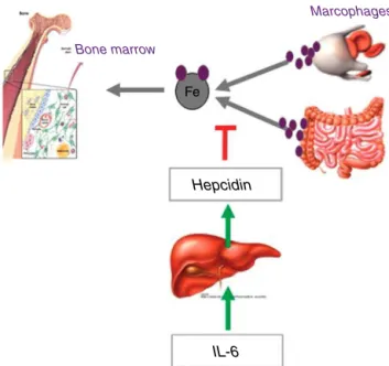 Figure 2 – Pathophysiology of anemia associated with inflammatory process, highlighting the inhibitory action of hepcidin on iron release