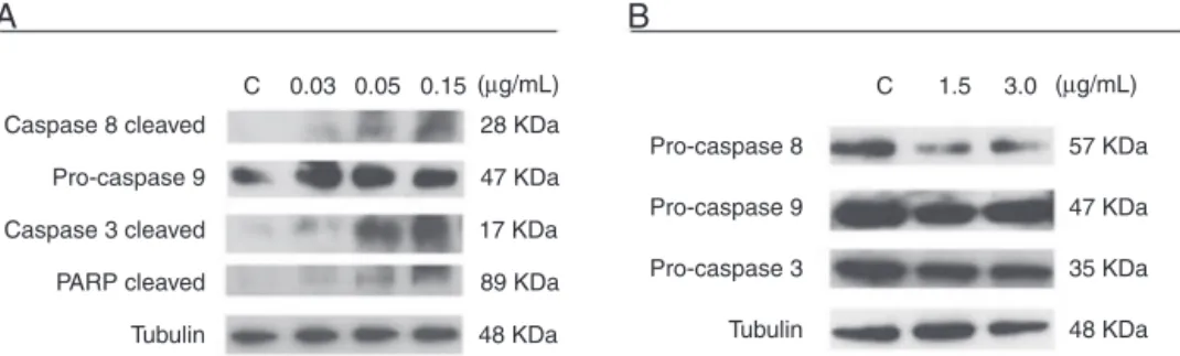 Figure 4 – Caspase activation in HEL 92.1.7 and SET-2 cells treated with the l-amino acid oxidase from Calloselasma