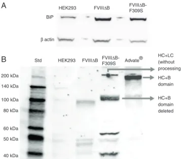 Figure 3 – Characterization of FVIII producing cell lines by Western blot. (A) Cell lysates were fractionated by SDS–PAGE, and immunoblotted with BiP (78 kDa) and b-actin (42 kDa) antibodies