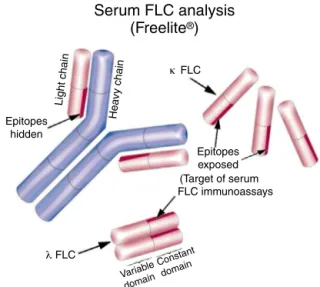 Figure 1 – A diagram of intact immunoglobulin showing the structure of the heavy and light chains