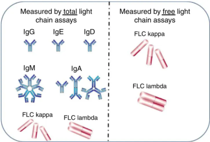 Figure 2 – Measurement of kappa ( ␬ ) and lambda (␭) light chains in free and total assays