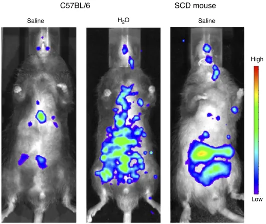 Figure 1 – Quantification of systemic inflammation in vivo using the IVIS Lumina System ® (Caliper LifeSciences, MA).