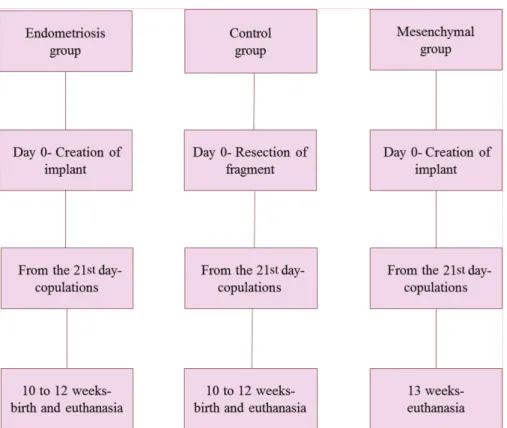 Fig. 1 Chronology of the experiments in the study.