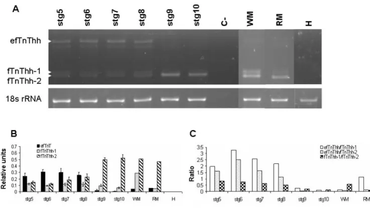 Fig. 6A and 6B) decrease in expression of all the isoforms is observed in stg 10 juveniles; AfTnThh-1 is the predomi-Expression of fTnThh gene during halibut metamorphosis; Ethidium bromide gel image of RT-PCR amplified fTnThh and 18s rRNA (A)